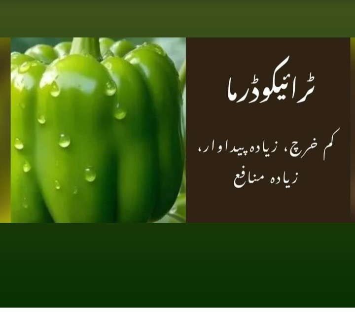 Anti Fungus Solution