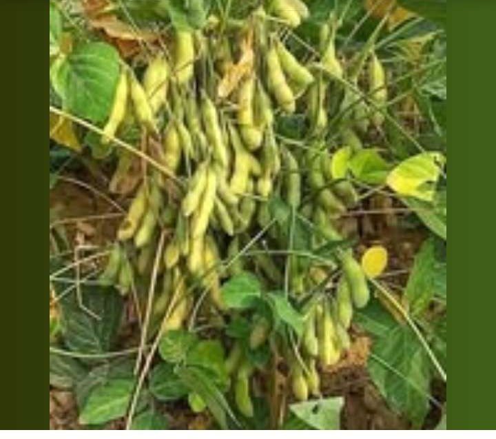 Soybean Seed