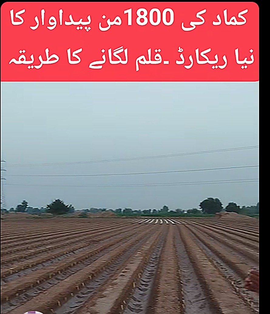 Farmer advisory, orchard practices, Zeeshan AgriTech Facebook video