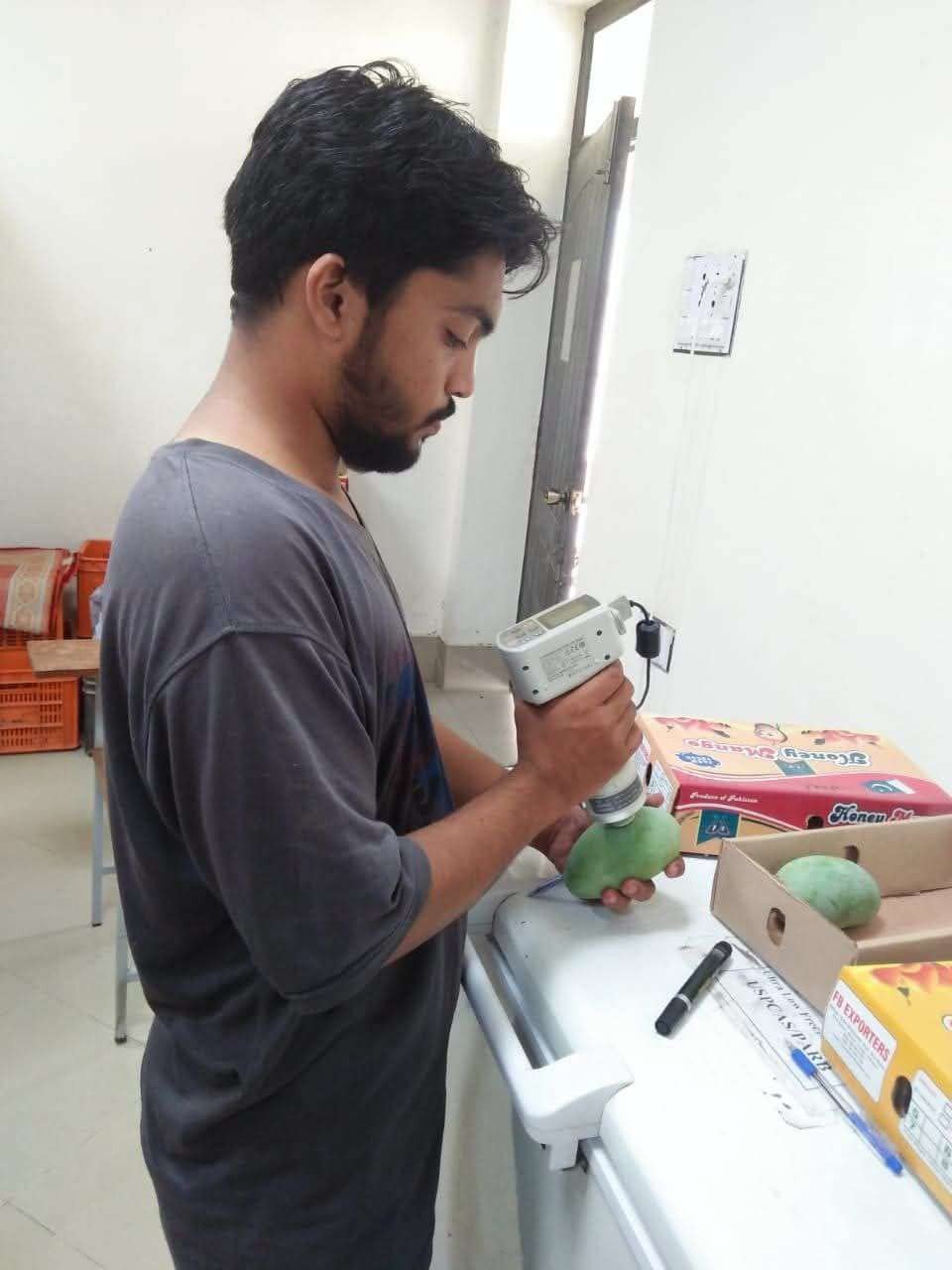 Quality testing of mangoes with firmness measuring device